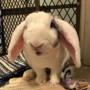 Meet your Posher, Dawn